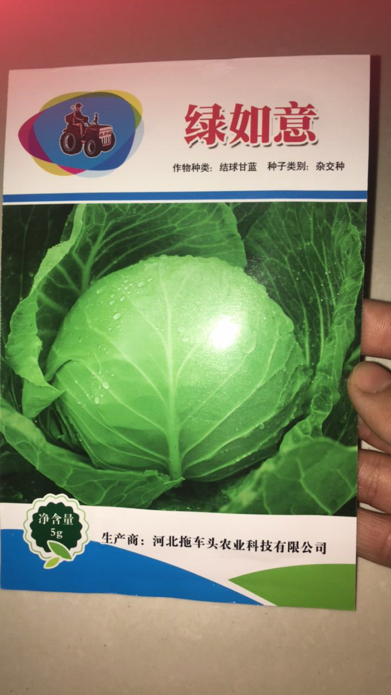 甘蓝绿如意种子早熟高产