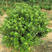 海桐海桐种子海桐小苗海桐工程用苗四季易播种多年生四季长青