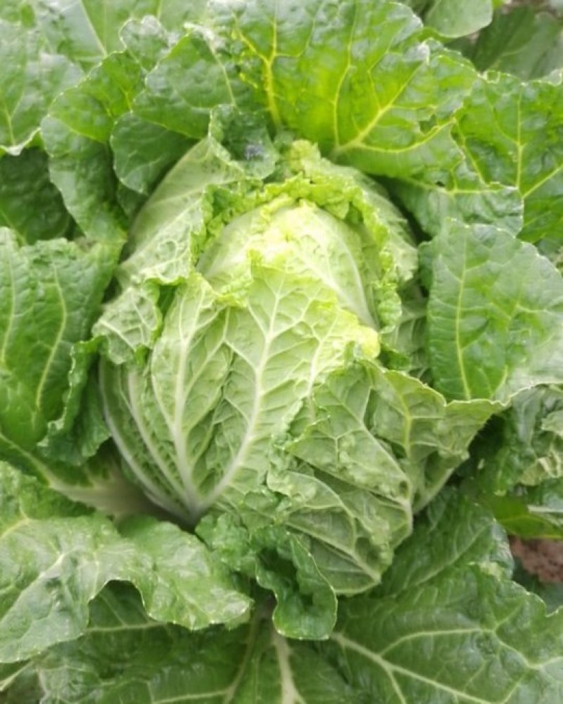 精品沙地大白菜大量上市颜色绿菜型好远销全国各地456斤