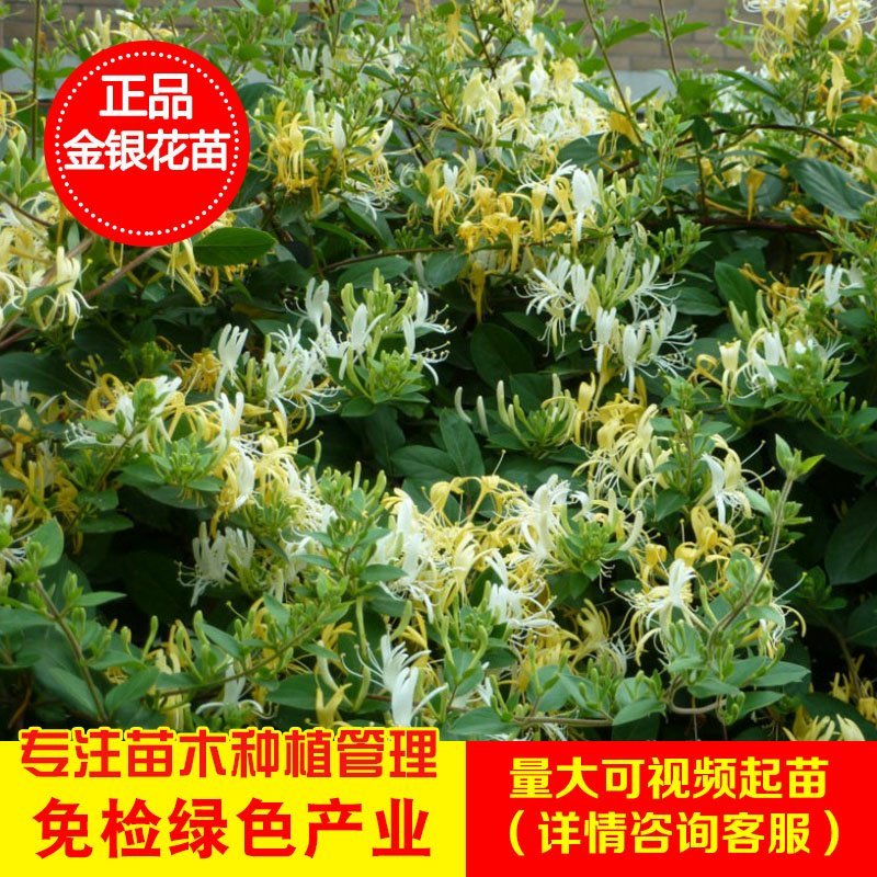 金银花苗（四季金银花，红金银花，黄白金银花）南北适种，