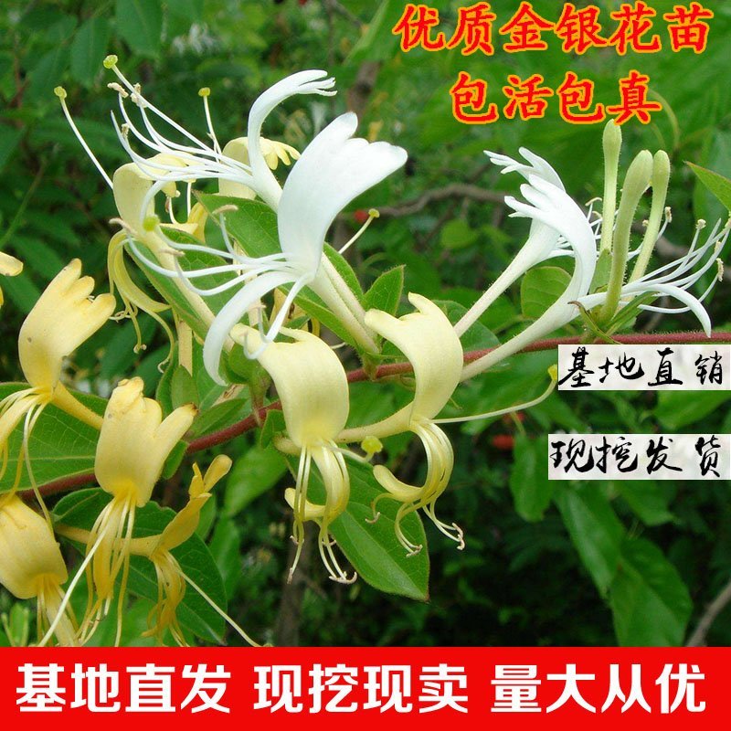 金银花苗（四季金银花，红金银花，黄白金银花）南北适种，