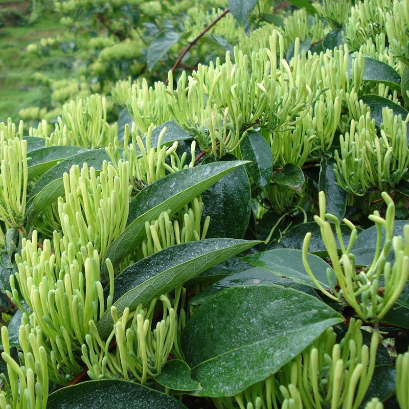 金银花苗（四季金银花，红金银花，黄白金银花）南北适种，