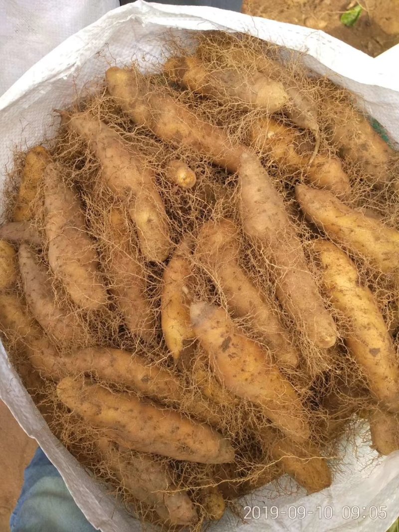 毛薯