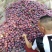 【推荐】安格诺李子，手选55以上，原产地