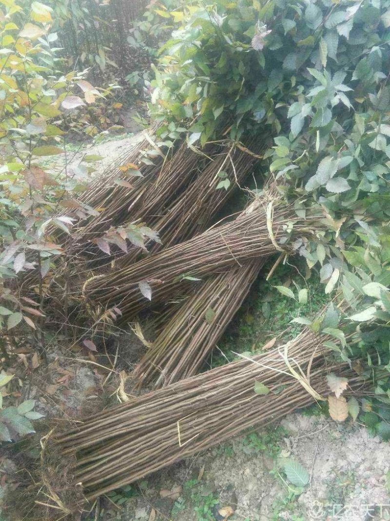 榉树小苗价格2元，金坛基地，红榉树小苗批发大量有货