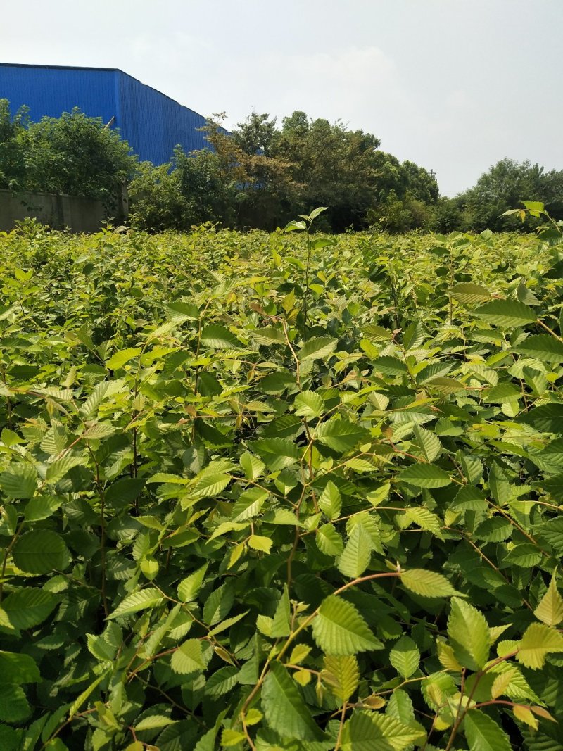 榉树小苗价格2元，金坛基地，红榉树小苗批发大量有货