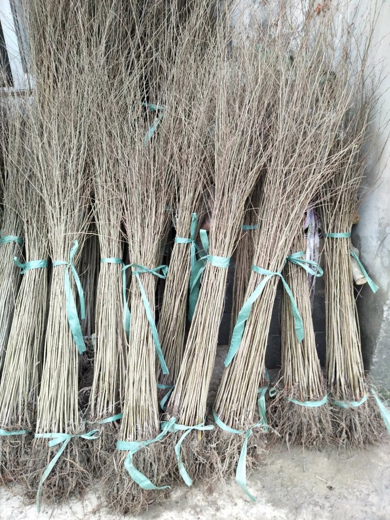 榉树小苗价格2元，金坛基地，红榉树小苗批发大量有货