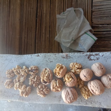 辽系薄皮核桃过30筛，烘干货仁白