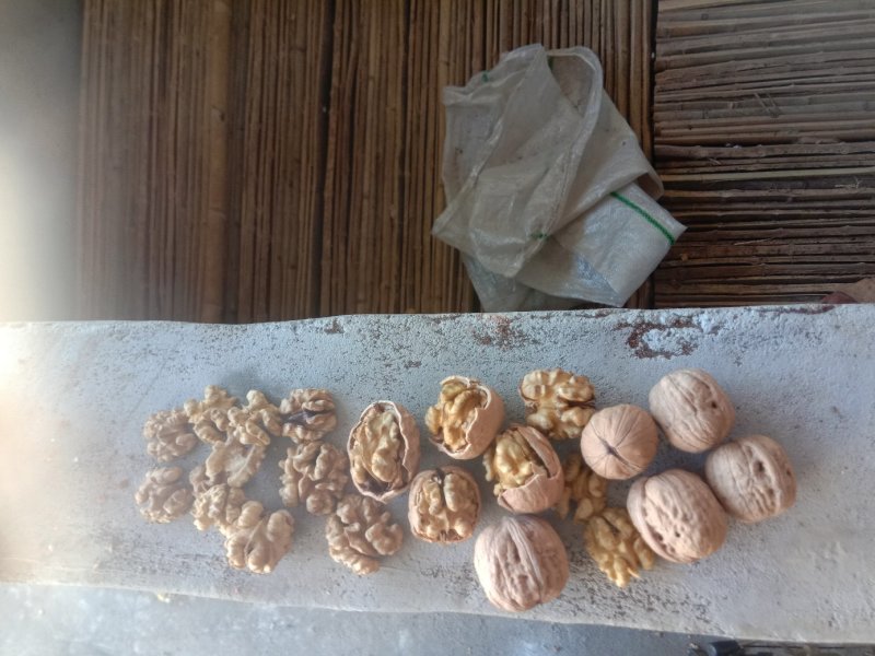 辽系薄皮核桃过30筛，烘干货仁白