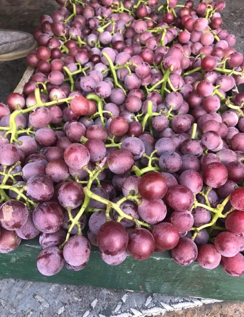 巨峰葡萄货源充足品质保证价格美丽