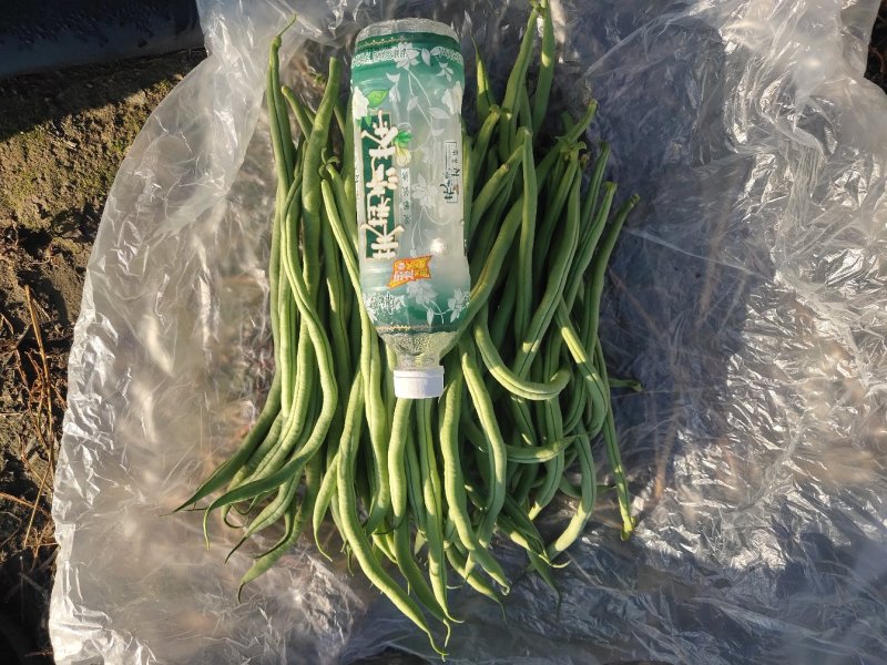 出售精品豆王