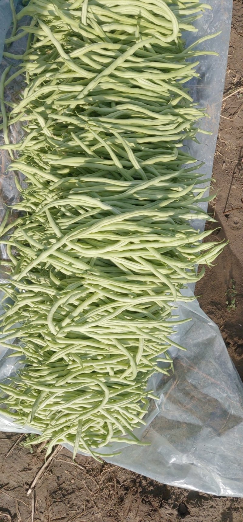 出售精品豆王