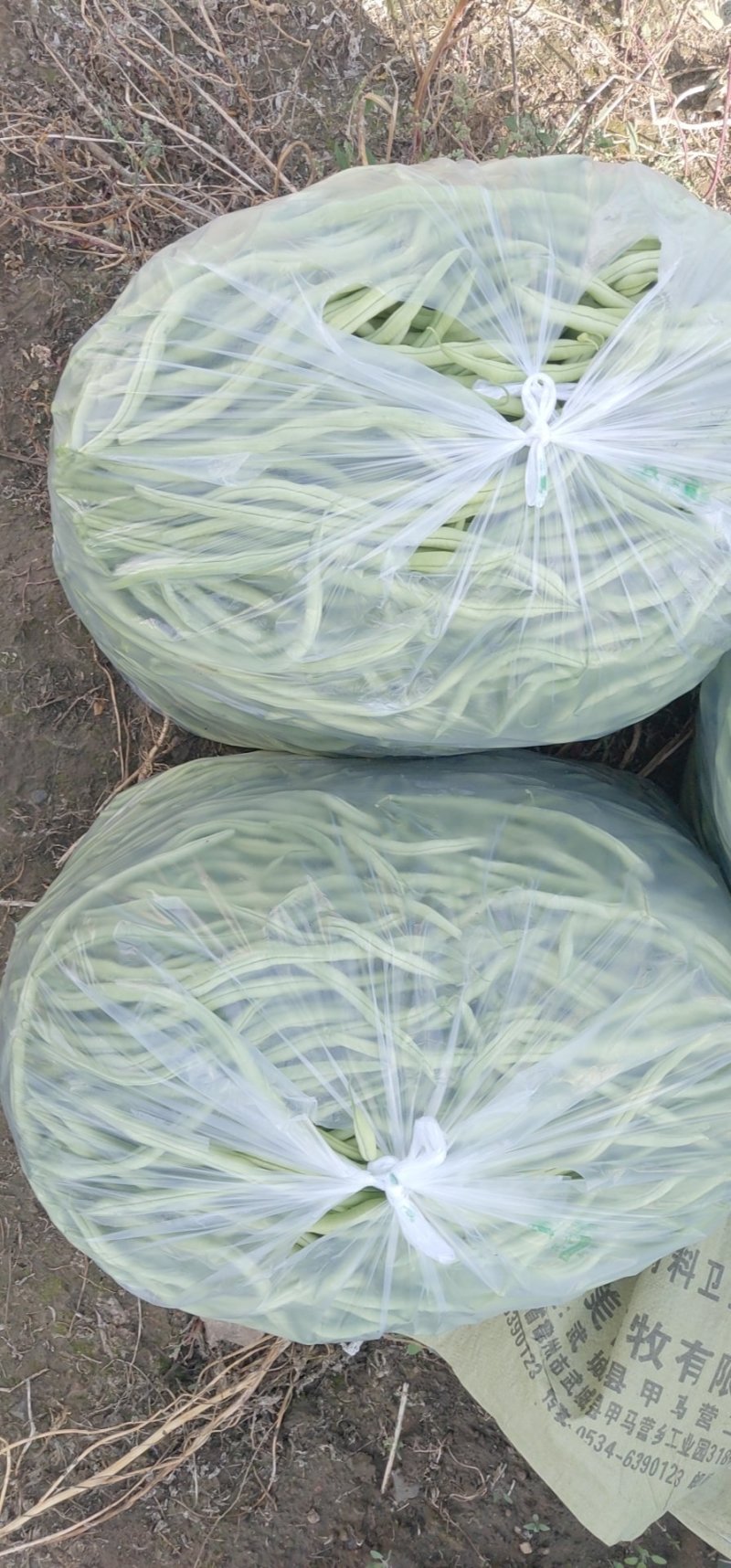 出售精品豆王