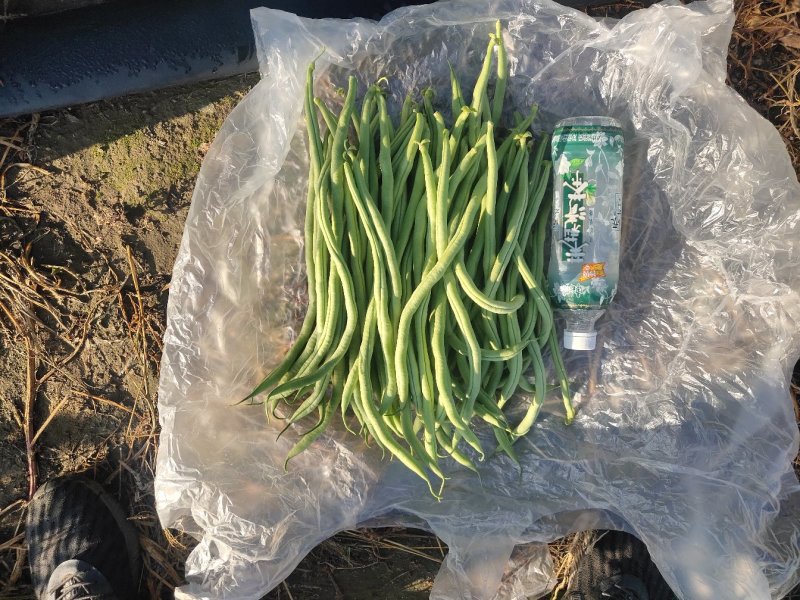 出售精品豆王