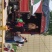 临朐巨峰葡萄山东潍坊优质巨峰葡萄