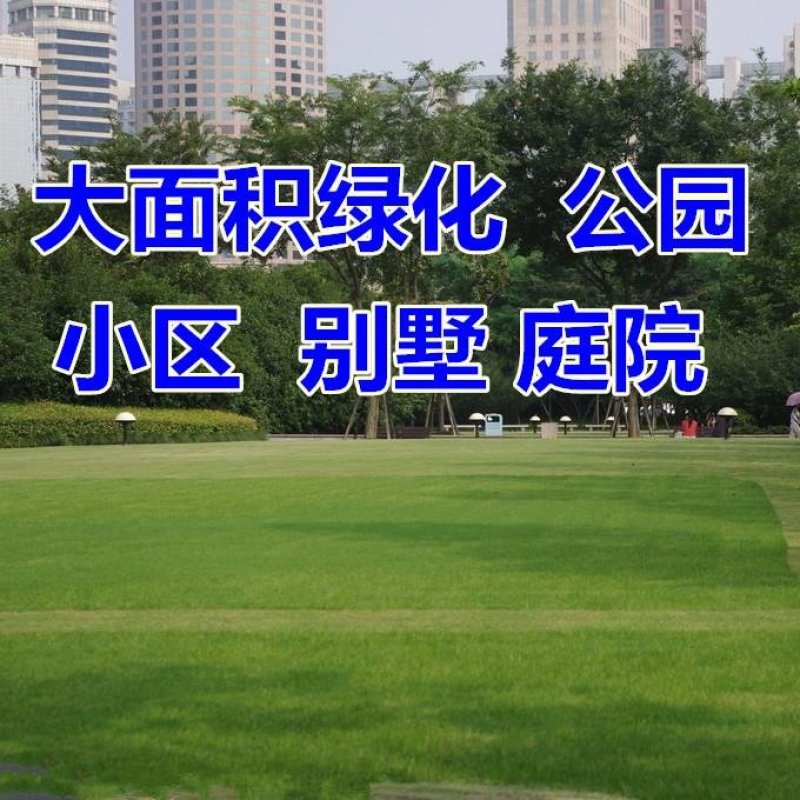 高羊茅草籽进口耐践踏庭院不修剪护坡绿化草皮种籽四季青草坪