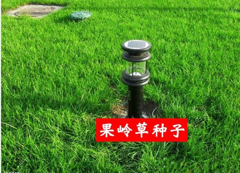 高羊茅草籽进口耐践踏庭院不修剪护坡绿化草皮种籽四季青草坪