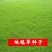 高羊茅草籽进口耐践踏庭院不修剪护坡绿化草皮种籽四季青草坪