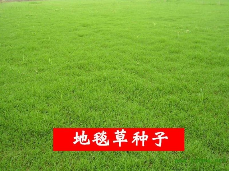 高羊茅草籽进口耐践踏庭院不修剪护坡绿化草皮种籽四季青草坪