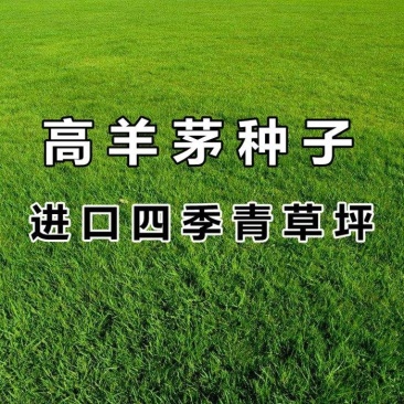 高羊茅草籽进口耐践踏庭院不修剪护坡绿化草皮种籽四季青草坪