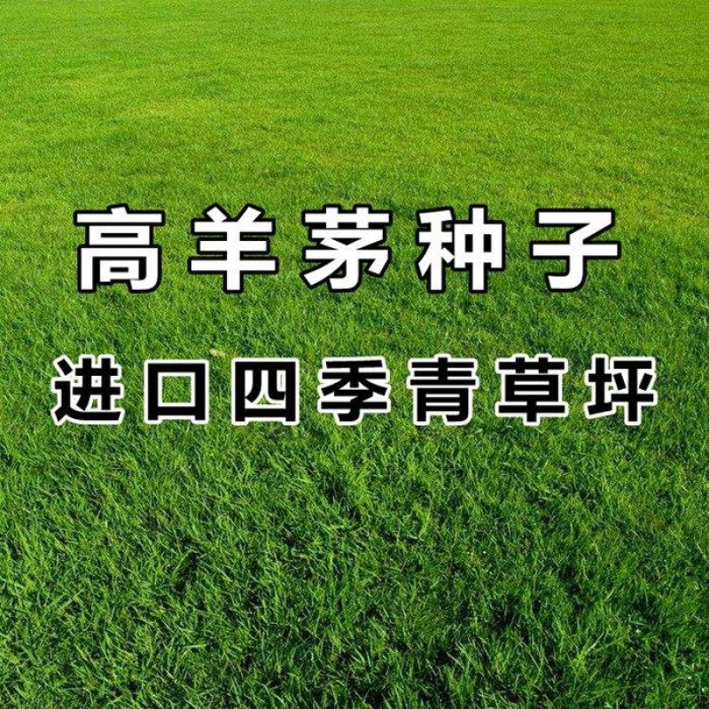 高羊茅草籽进口耐践踏庭院不修剪护坡绿化草皮种籽四季青草坪