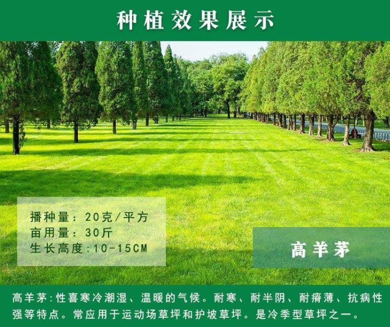 高羊茅草籽进口耐践踏庭院不修剪护坡绿化草皮种籽四季青草坪