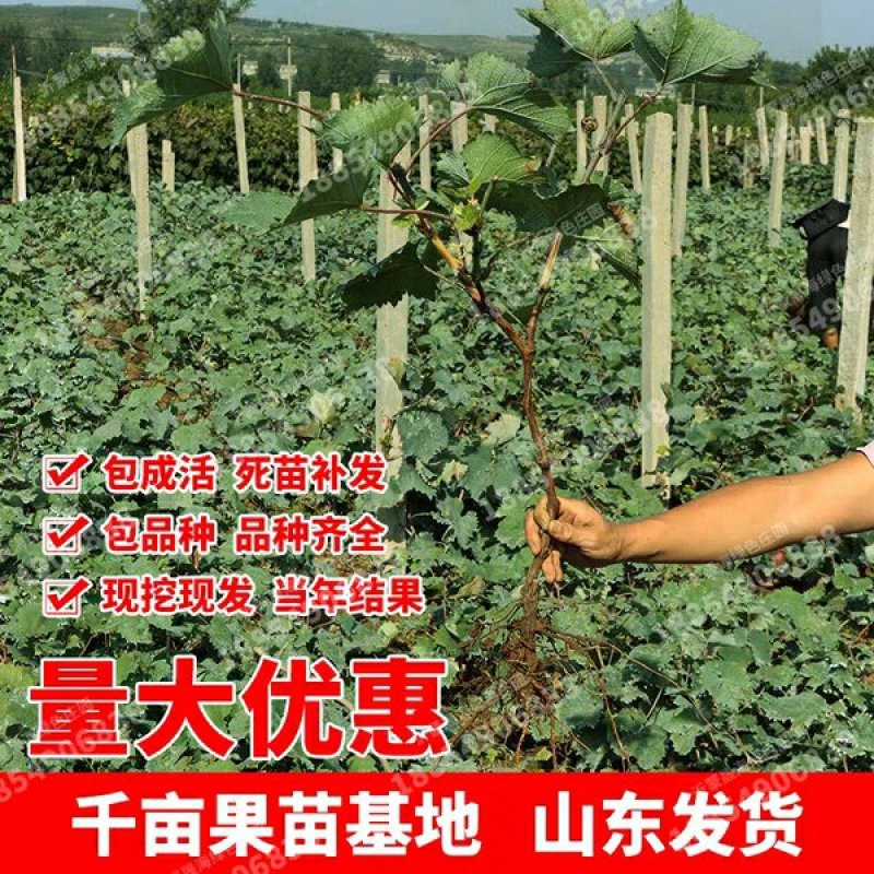 葡之梦，新兴品种，葡萄中的贵族。无核甜度高