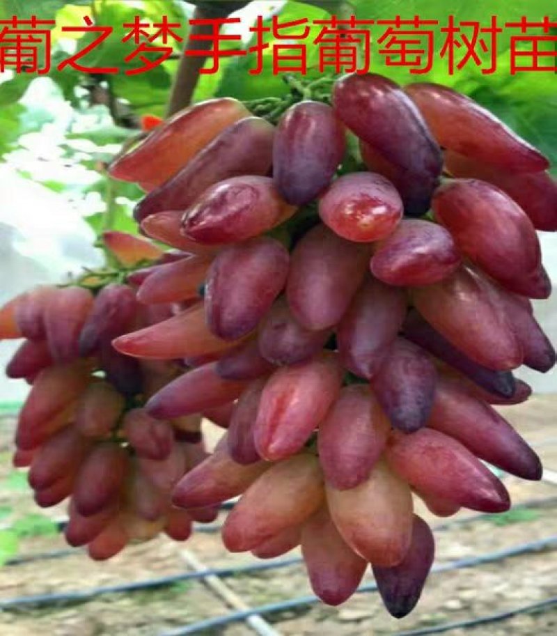 葡之梦，新兴品种，葡萄中的贵族。无核甜度高