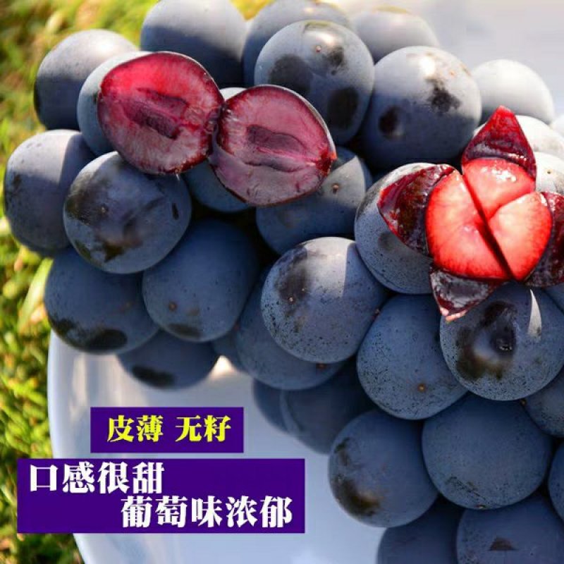 夏黑葡萄，基地直供，产量高，易管理。10颗起包邮