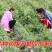 夏黑葡萄，基地直供，产量高，易管理。10颗起包邮
