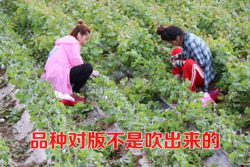 夏黑葡萄，基地直供，产量高，易管理。10颗起包邮