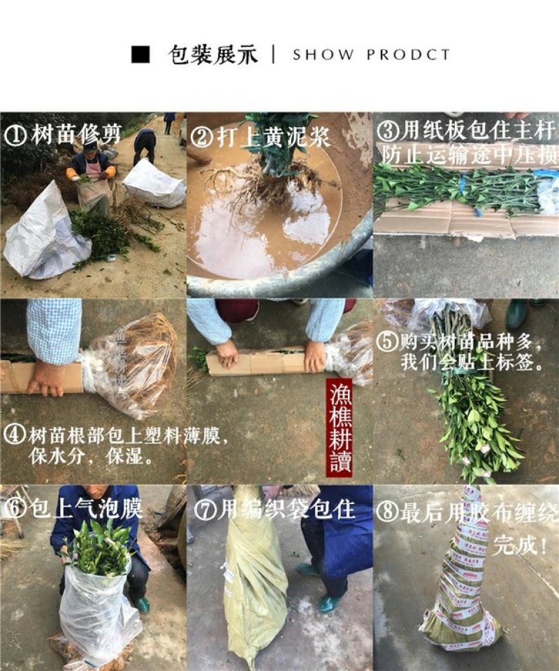 波姬红无花果苗，颜色红润，包成活当年结果