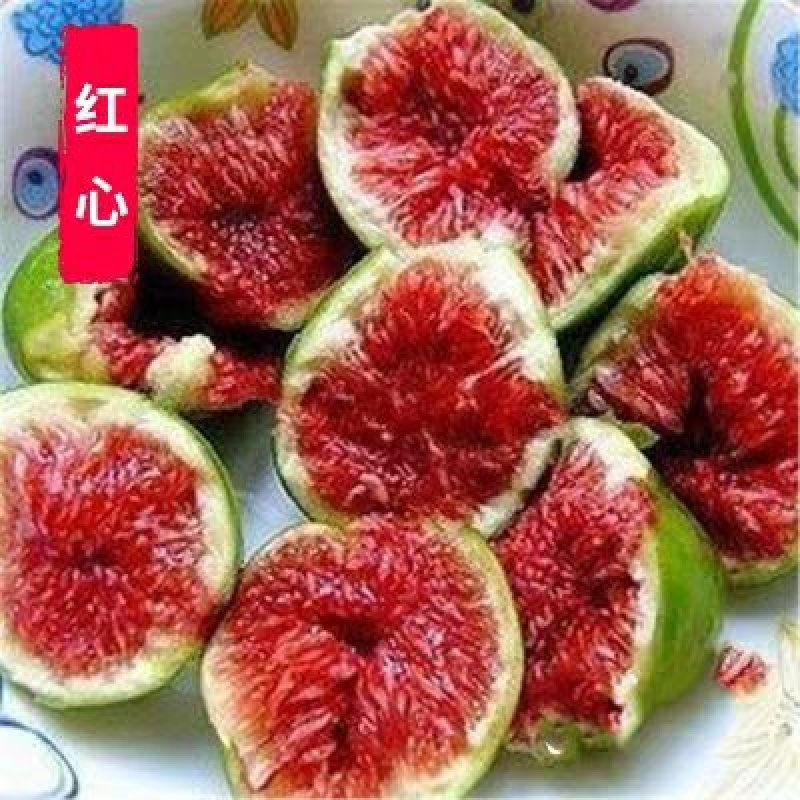 波姬红无花果苗，颜色红润，包成活当年结果