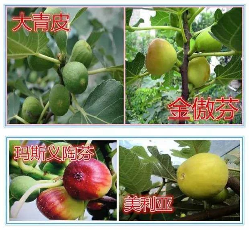 金傲芬无花果树苗，颜色靓丽，包品种当年结果