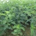 黄芪万亩黄芪种植基地