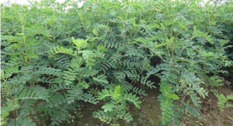 黄芪万亩黄芪种植基地