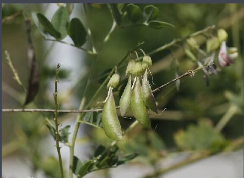 黄芪万亩黄芪种植基地