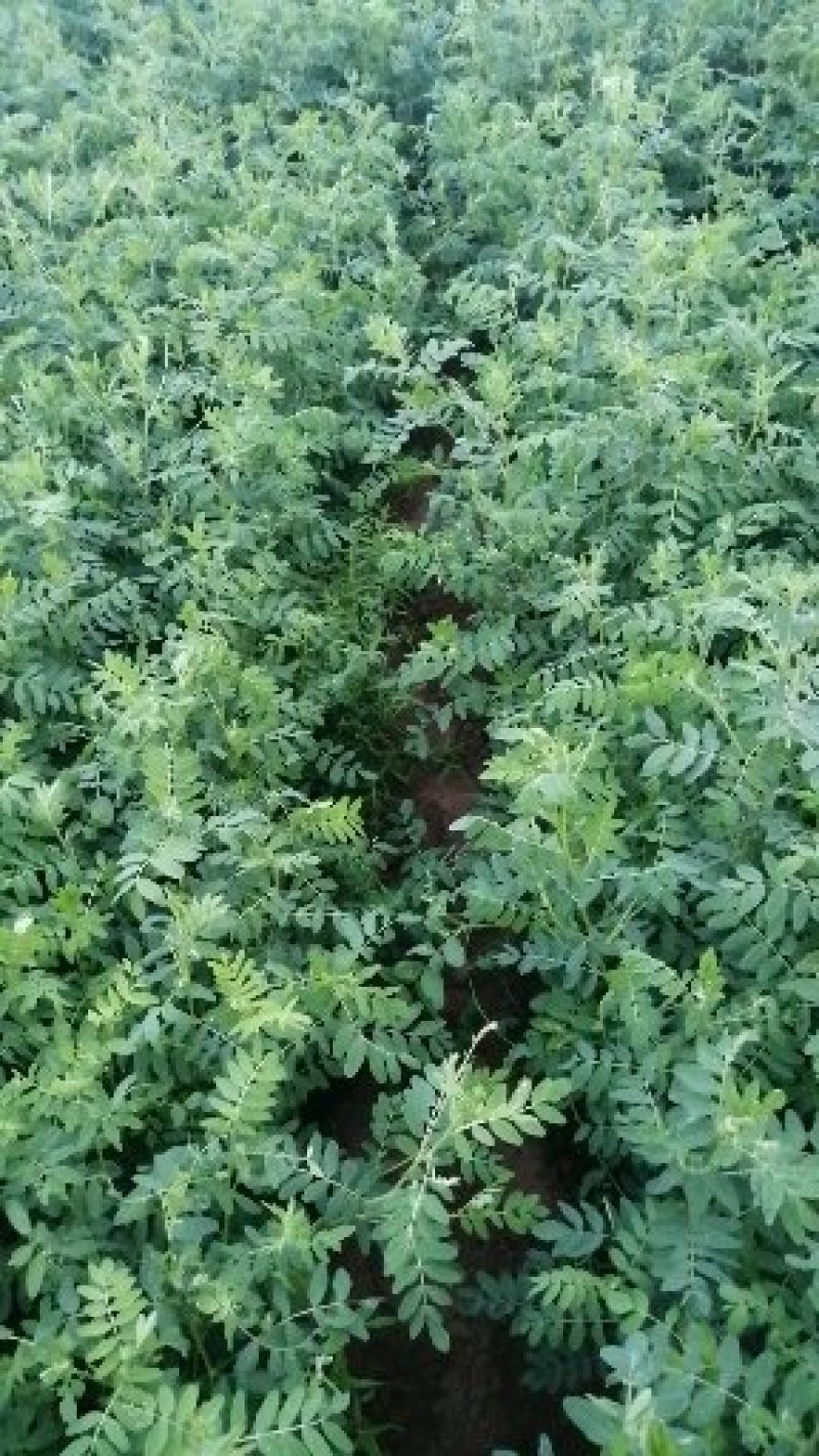黄芪万亩黄芪种植基地