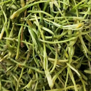 河北中药材种植基地农家手工采摘《特级金银花》