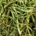 河北中药材种植基地农家手工采摘《特级金银花》