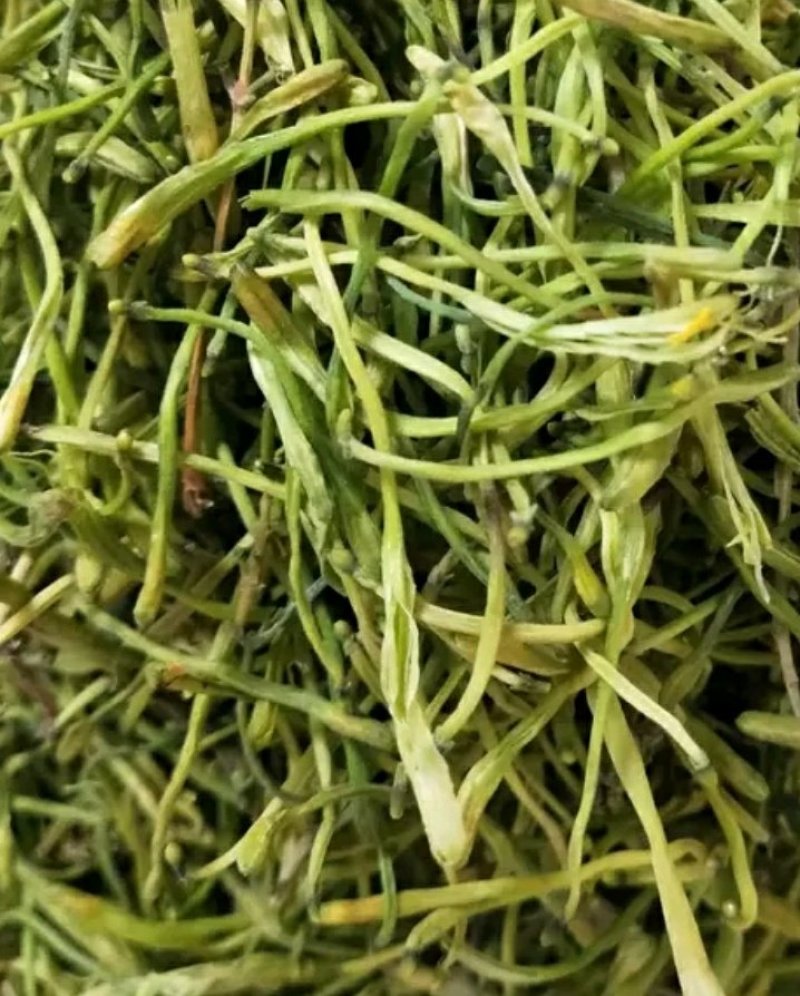 河北中药材种植基地农家手工采摘《特级金银花》