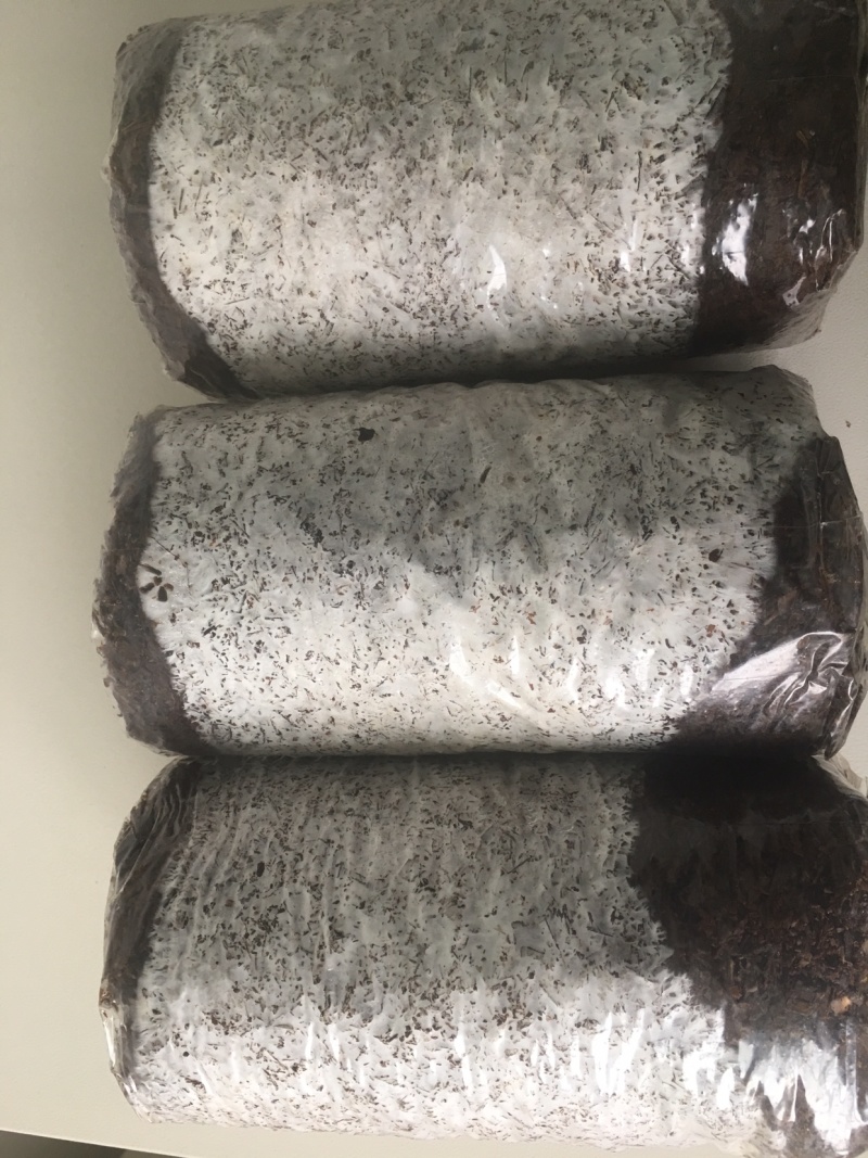 食用菌菌种