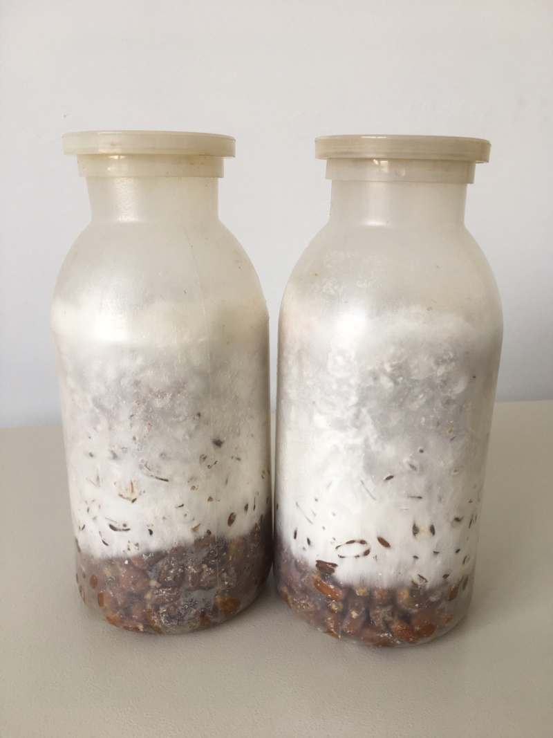 食用菌菌种
