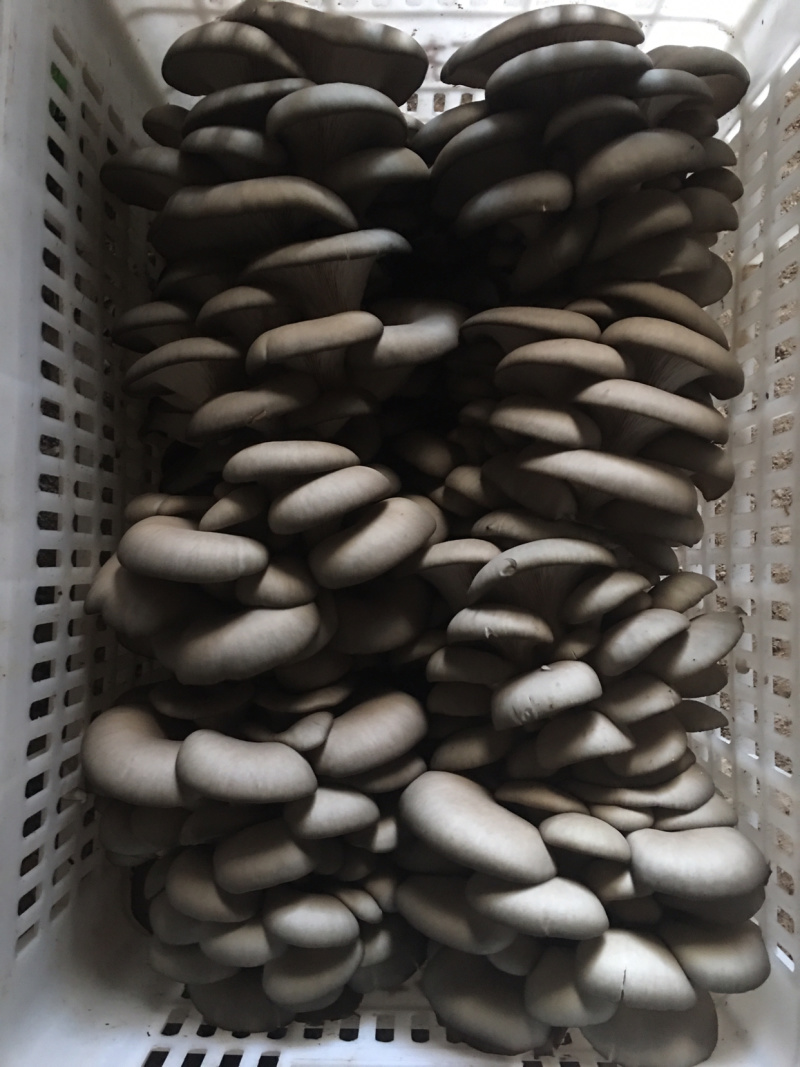 食用菌菌种
