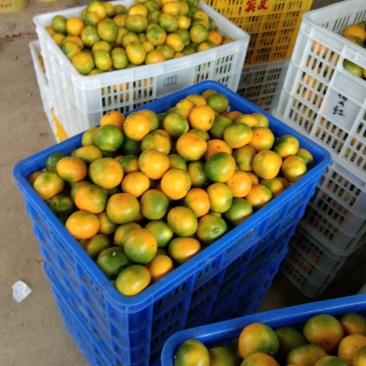 东江湖蜜桔