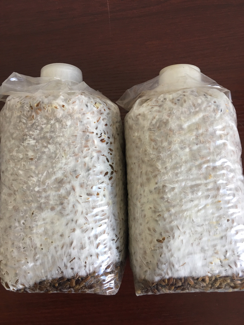 食用菌菌种