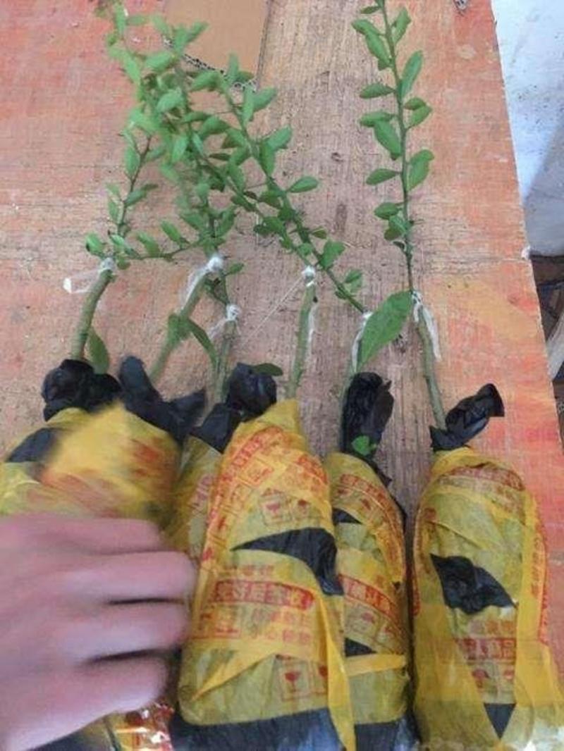 正宗澳洲手指柠檬嫁接苗橙树苗盆栽地栽易养活果树苗