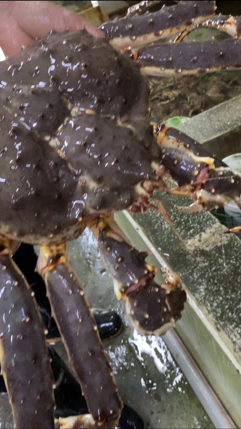 红帝王蟹