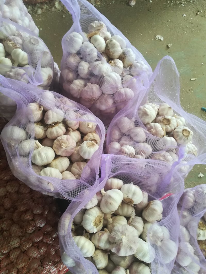 金乡红皮大蒜.支持各种精包装代发全国，天天有货