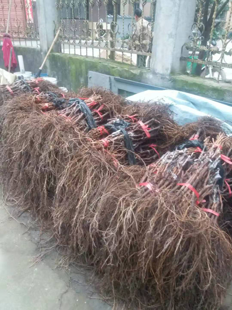 葡萄苗批发，阳光玫瑰葡萄苗，纯度高，质量好